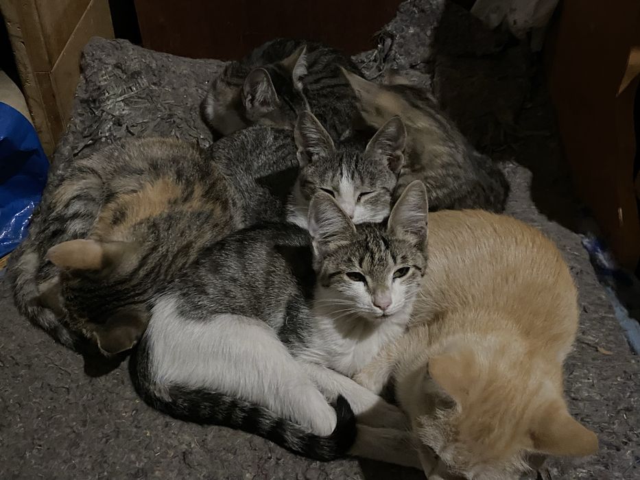 отдаю котят в добрые руки