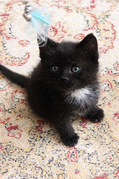 отдам котенка мальчика в добрые руки