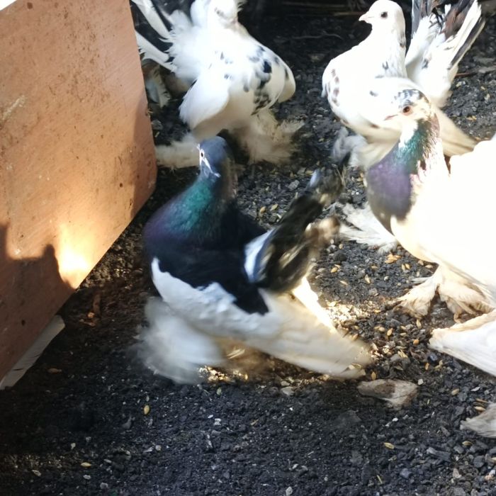 Продам голубей голубок разных