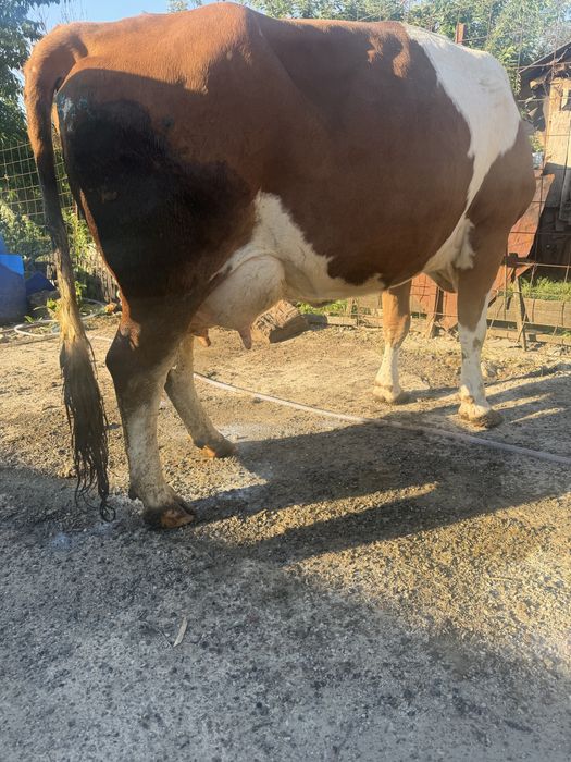 Vaca de lapte tanara