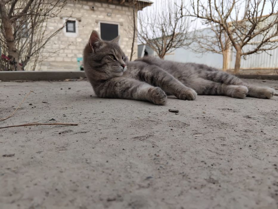 Кошки в добрые руки