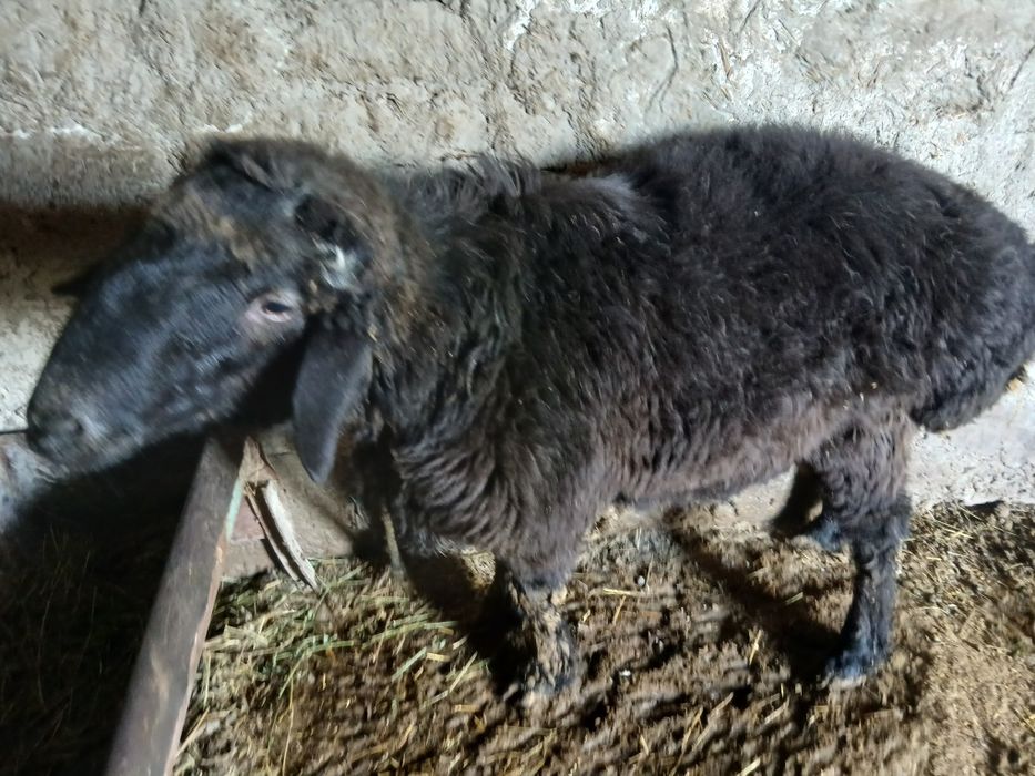 Qo'chqor barralar sotiladi