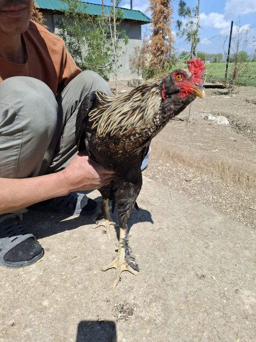 Хуроз сотилади. Домашний.