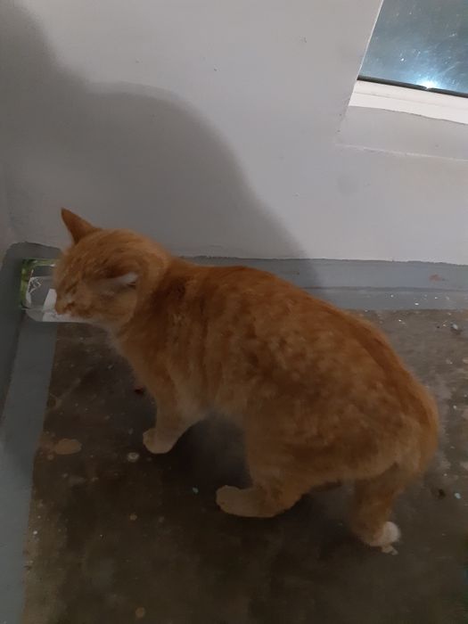 Найден рыжий кот, кастрирован