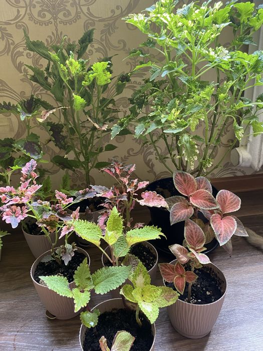 Колеусы,монстера,маранта,женское счастье