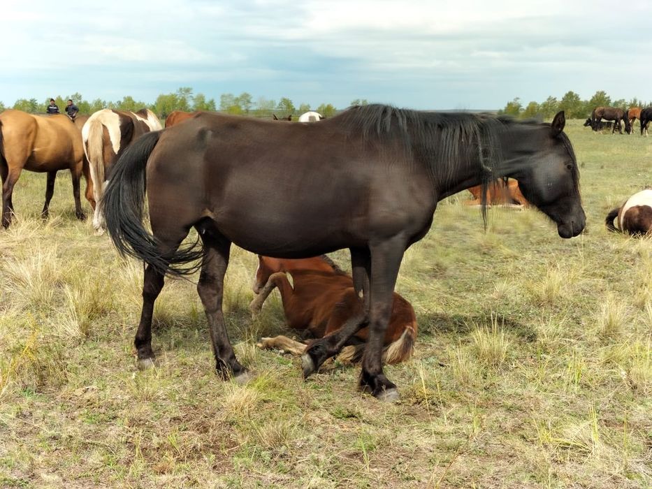 Лошади. Две верховые.
