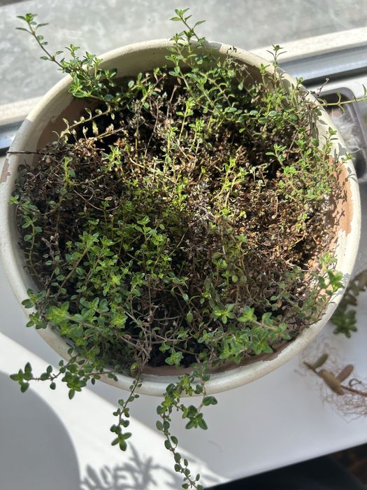 Тимьян ( чабрец) пряная трава