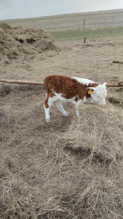 Продам теленка .