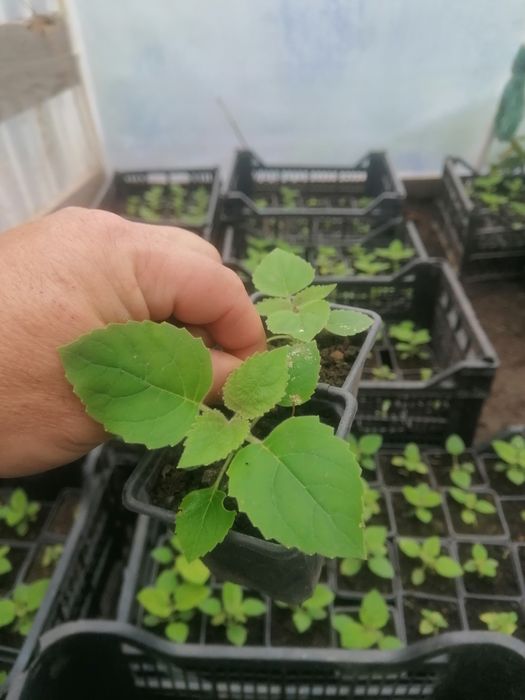 Lonicera ( Mana Maicii Domnului )