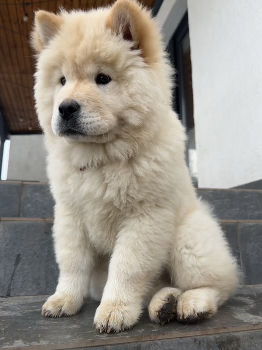 Pui Chow chow alb femela
