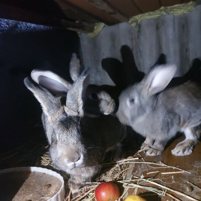 Кролихи ещё года нет