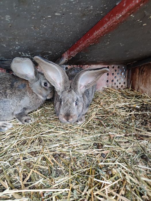Uriaș german diferite vârste de