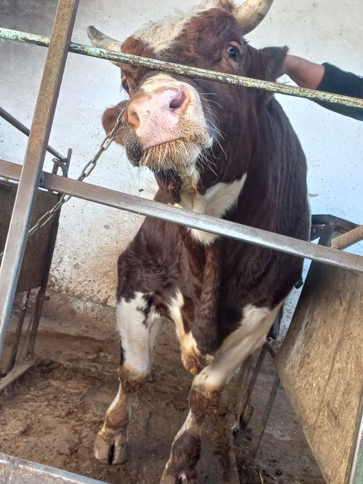 Hòkiz sotiladi taxminan 350  kilo gòshti bor  3 yosh