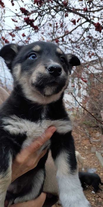 Щенкам нужен дом! Срочно!