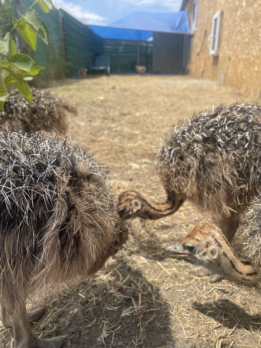 Vand pui de strut la o luna,2 luni, si 3 luni