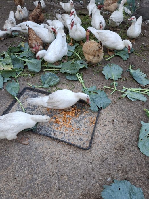 Vand rate  crescute la țară bio
