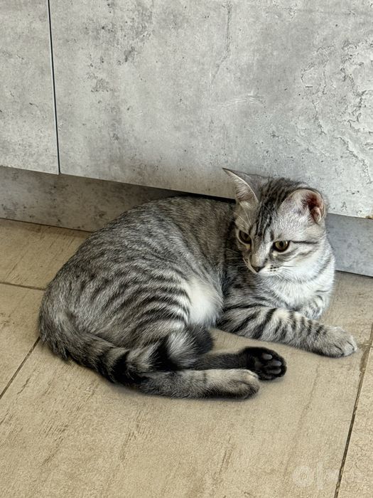 Продаётся кошка.