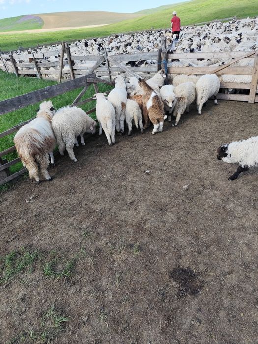 Vând miei mai multe detalii la tel