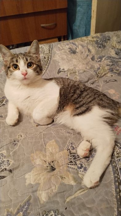 Отдам котят в хорошие руки