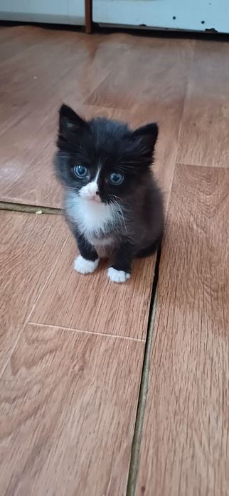 Отдам котенка , мальчик