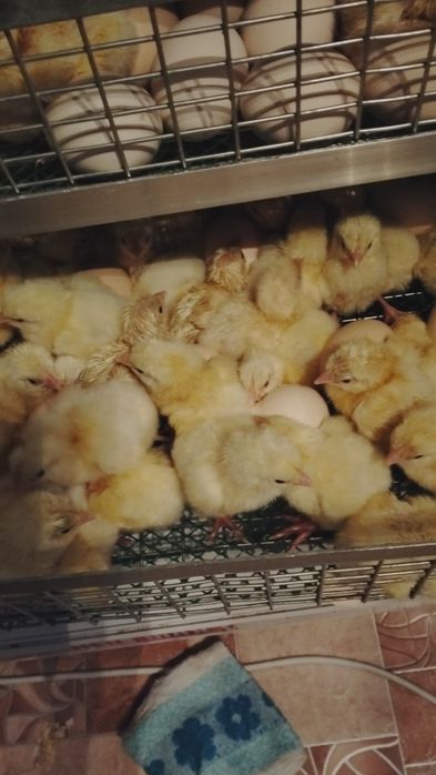 Продам бройлерных цыплят