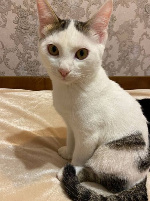 Котята добрые и ласковые