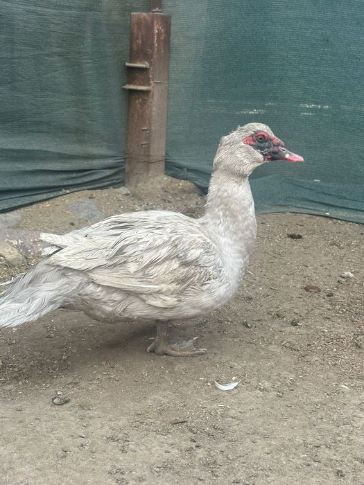 Индоутка лавандовый