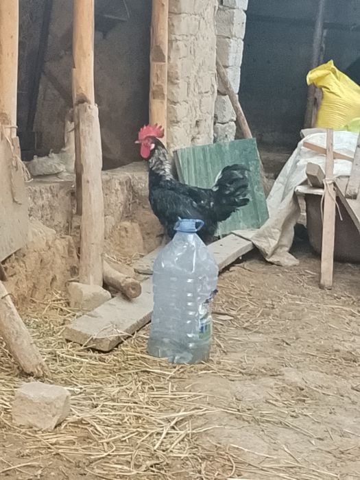 Joja xorozlar sotiladi