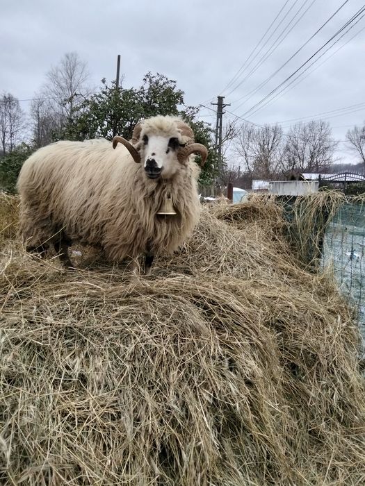 Schimb berbec cu douo oii