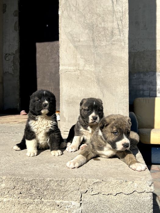 Шенки алабая 1 месиц