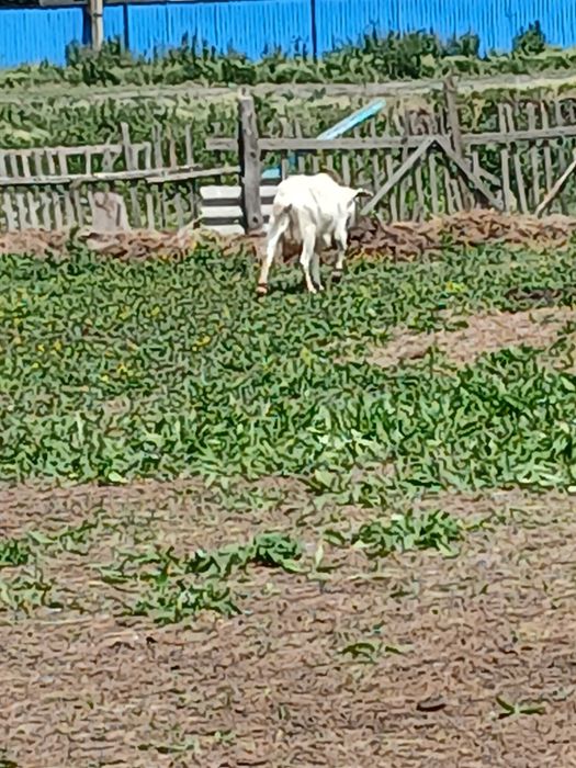 Продам коз разные