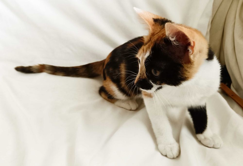 Подарявам малко котенце/ Kleine Katze zu verschenken