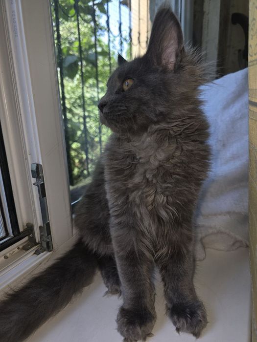 Мейн_кун девочка. Продаю