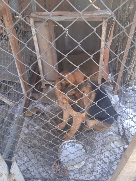 Овчарка кабель 2 года харошый