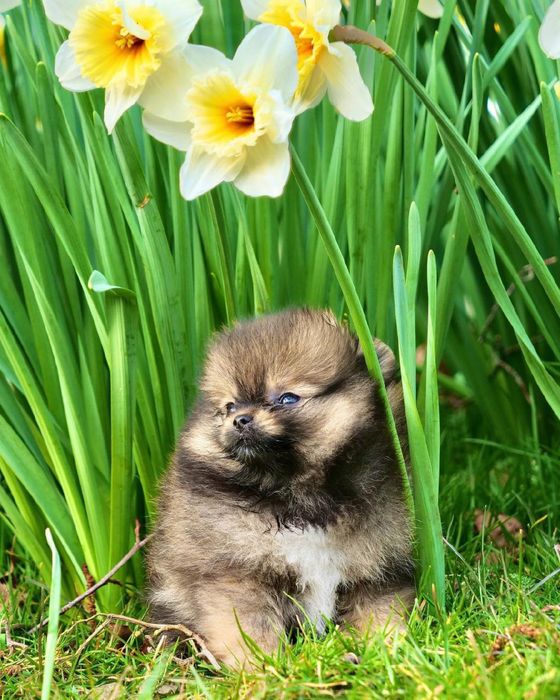 Очаровательные детки шпица