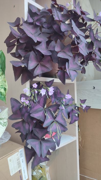 Кислица ( оксалис)