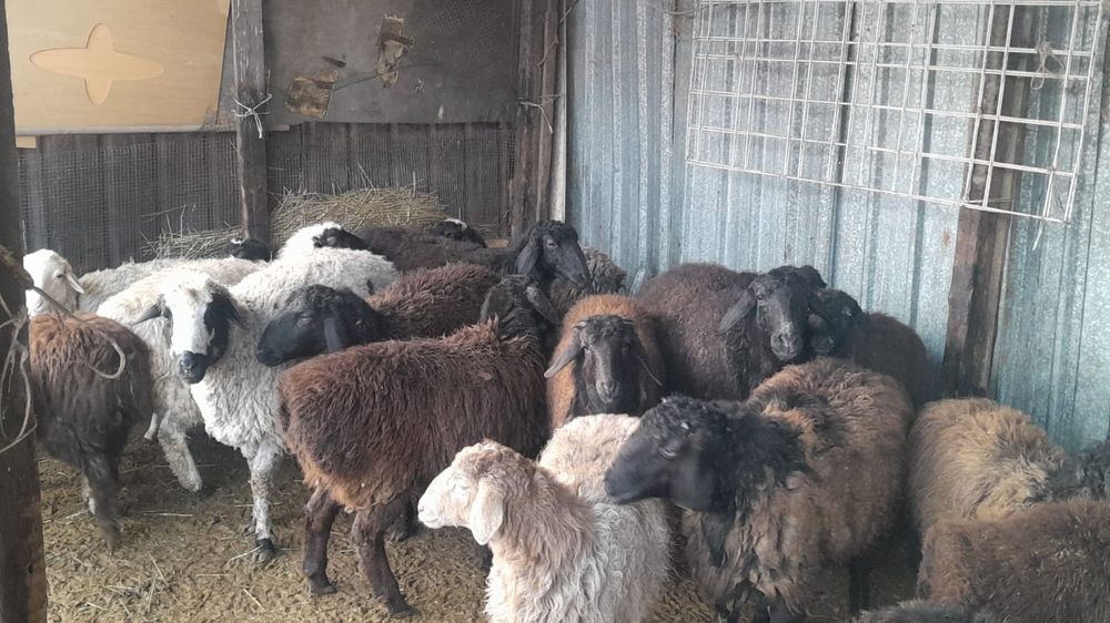 Продам хороших баранов