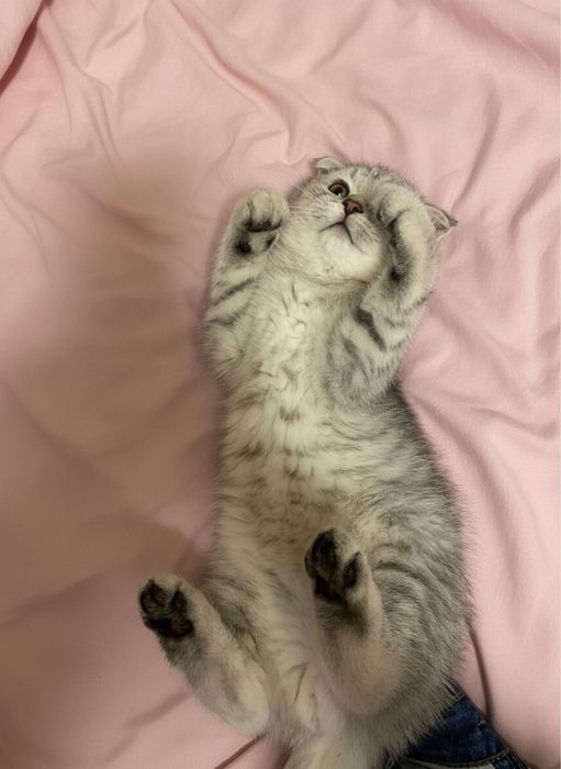 Шотландская серебристая шиншилла 5мес.