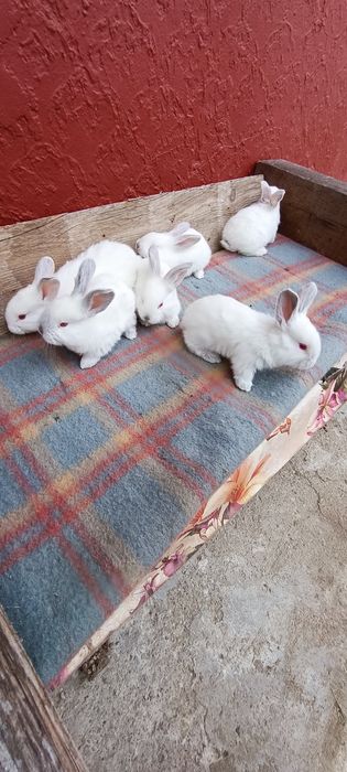 Iepuri puișorii Uriaș gri german și uriaș Transilvania