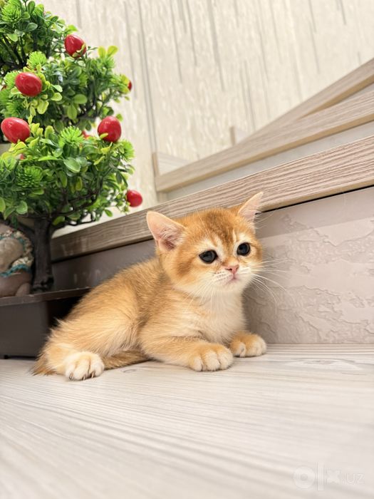 На продаже котенок девочка