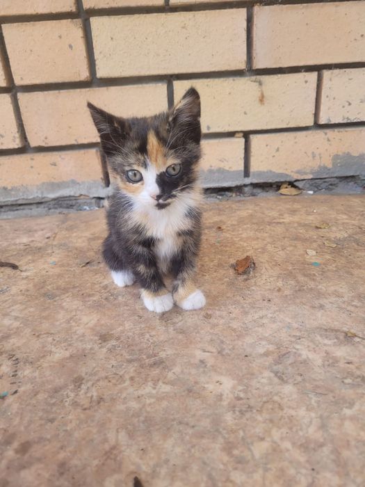Ордам котяты бесплатно