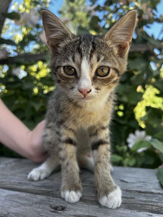 Отдам котят в добрые руки