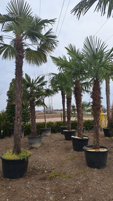 Vindem Palmieri Magnoli Platan Cedru etc