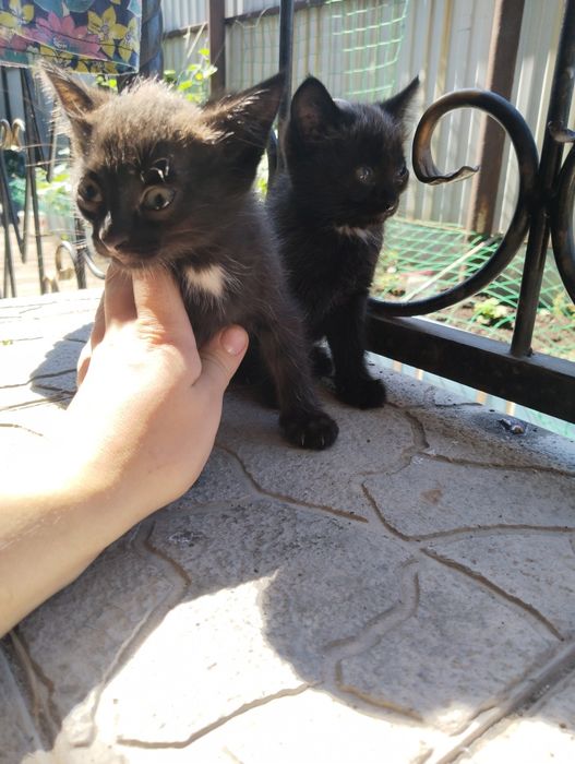 Отдам котят в добрые и ответственные руки