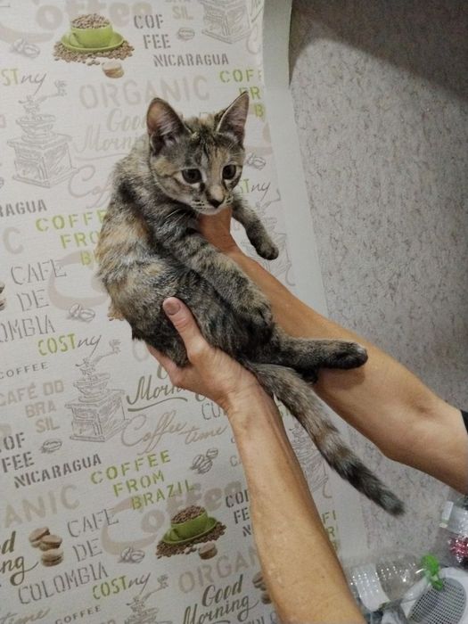 Срочно! В хорошие руки пристраивается домашний котёнок-подрост
