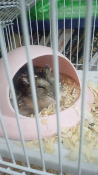 Продам хомяка вместе с клеткой