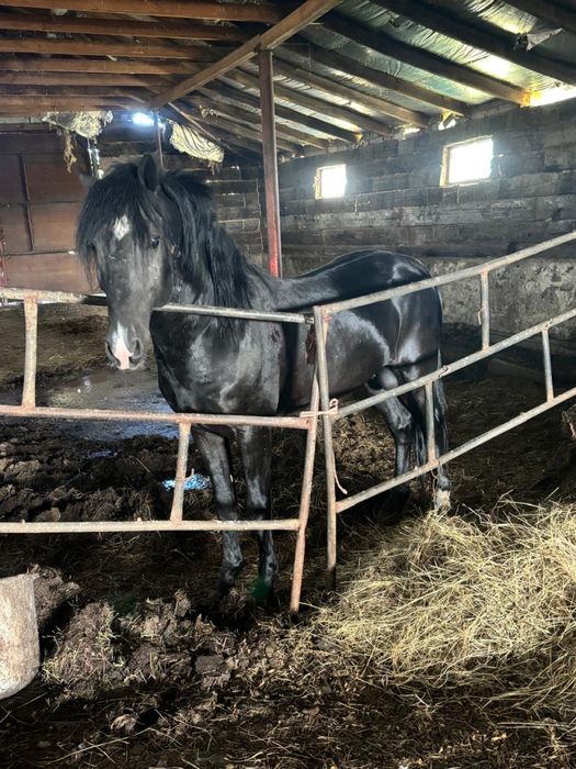 Продам двух лошадей с откорма