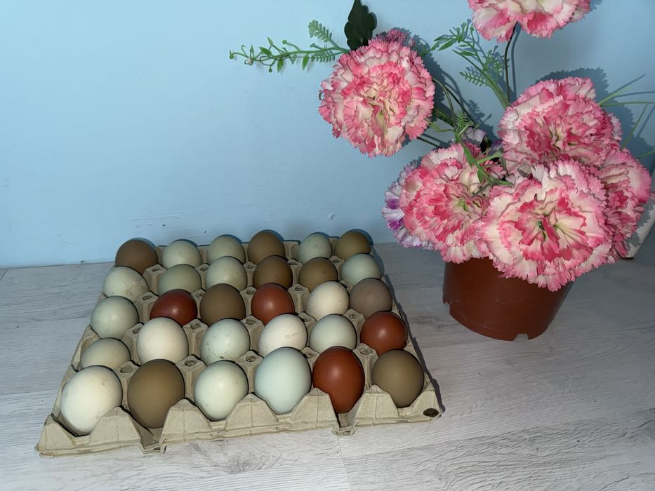 Vand oua incubat: Ameraucana, Marans si Olive