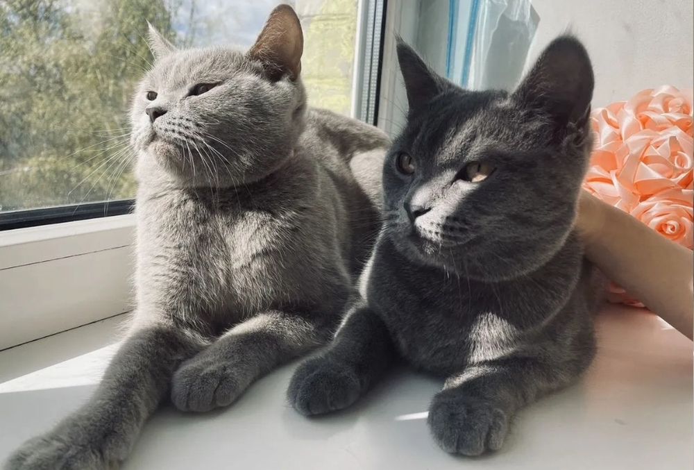 Котяьа к лотку приучены,  девочки