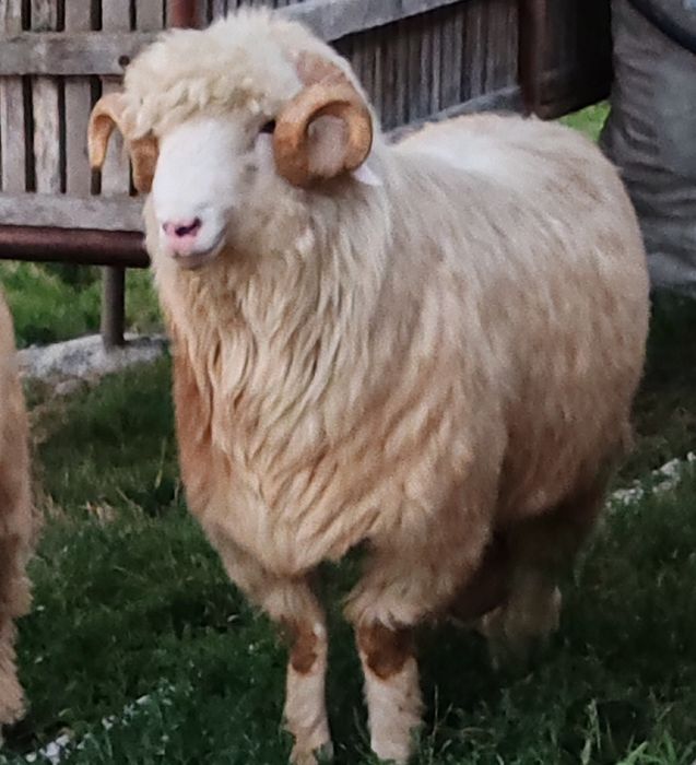 Vînd berbec băl frumos